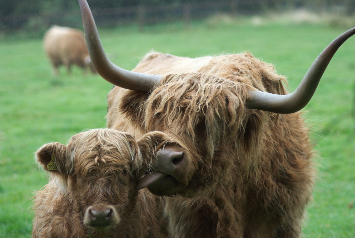 Jac Mclean: Highland Cattle | Photography